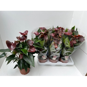Anthurium Essencia