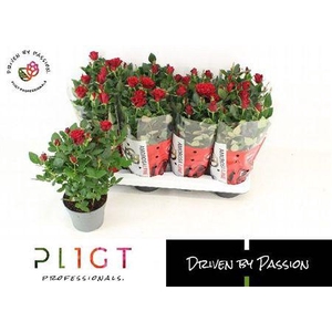 Ro Sca Mercedes Kord