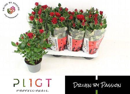 <h4>Ro Sca Mercedes Kord</h4>