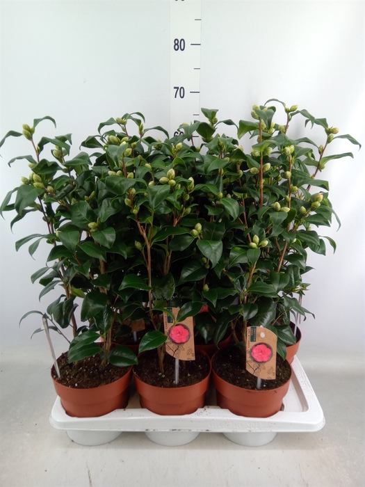 <h4>Camellia reticulata 'Mary Williams'</h4>