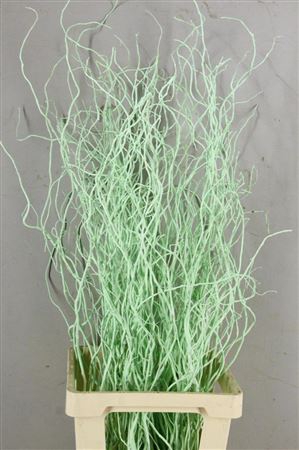 <h4>Salix Tortuosa Mint Green</h4>