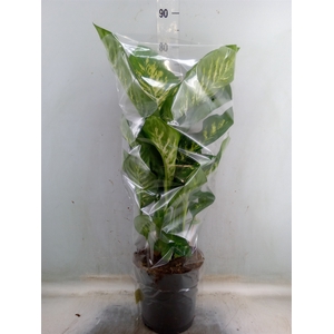 Dieffenbachia seg. 'Reeva'