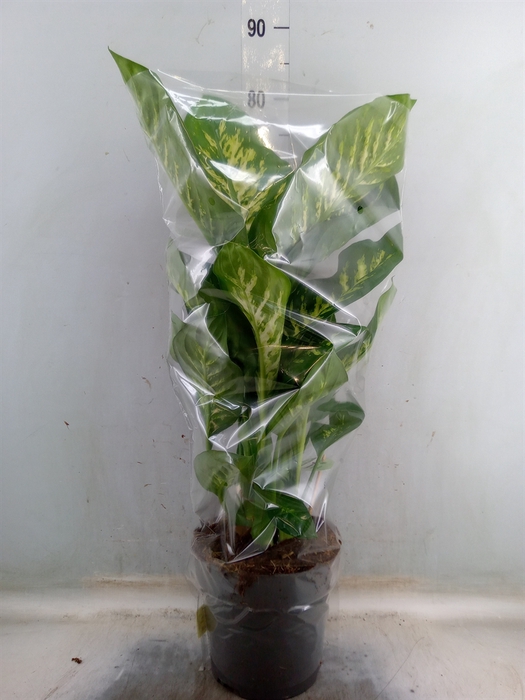 <h4>Dieffenbachia seg. 'Reeva'</h4>