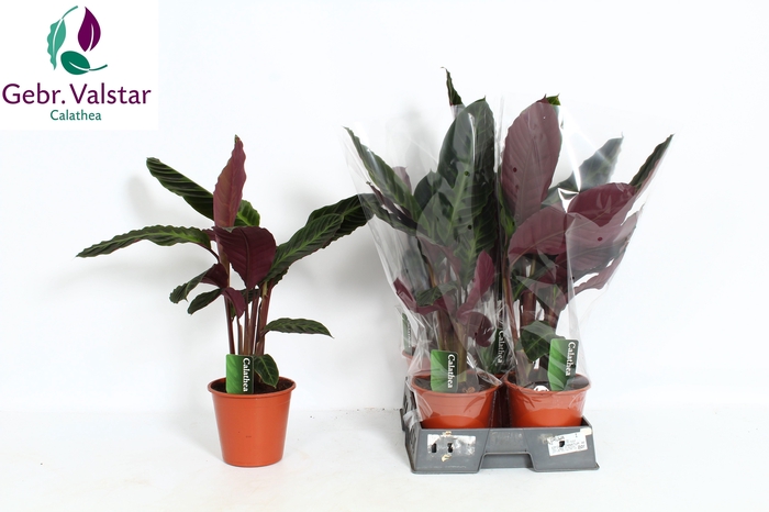 <h4>CALAT WARSCEWICZII</h4>