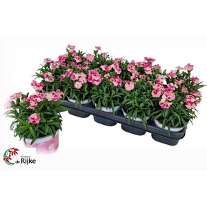 Dianthus Sprint Pink & Proud 12Ø 20cm