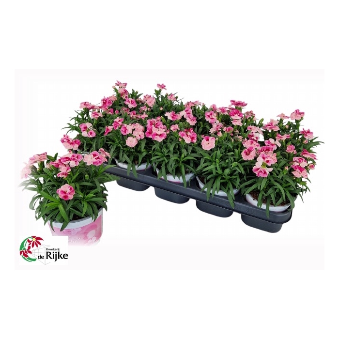 <h4>Dianthus Sprint Pink &amp; Proud 12Ø 20cm</h4>
