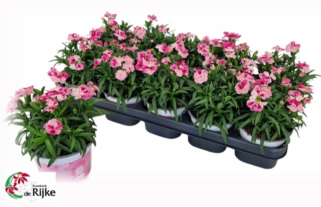 Dianthus Sprint Pink & Proud 12Ø 20cm