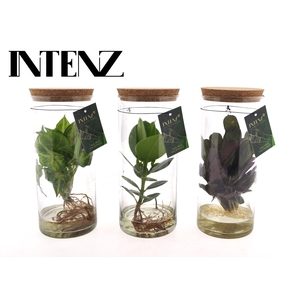 MIx in Tube glas Medium