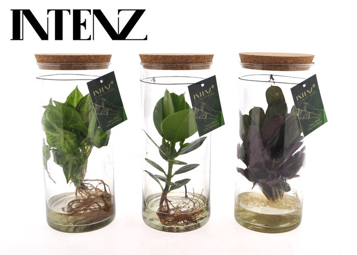 <h4>MIx in Tube glas Medium</h4>