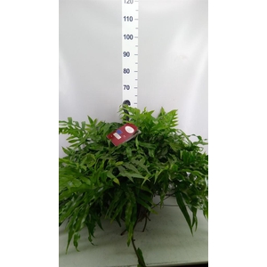 Microsorum diversifolium