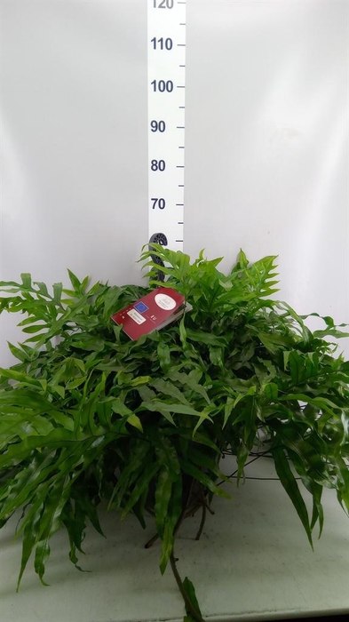 <h4>Microsorum diversifolium</h4>
