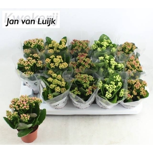 KALAN CALAN LUIJK MIX P9