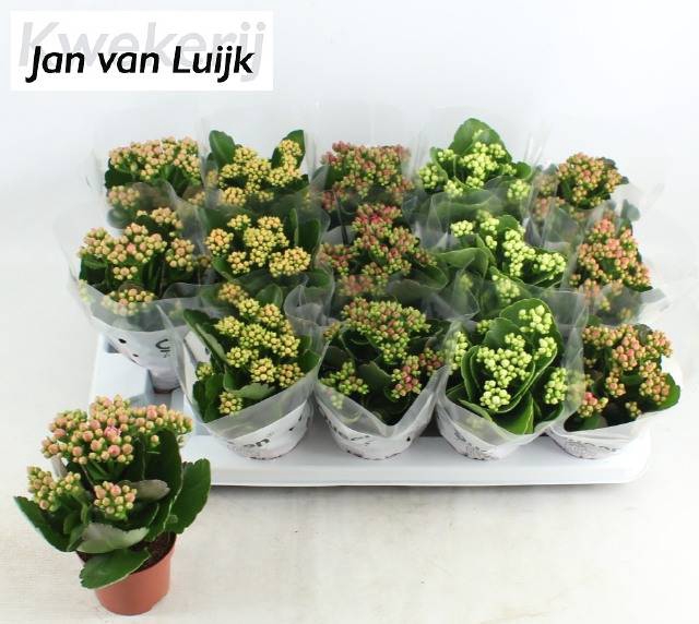 <h4>KALAN CALAN LUIJK MIX P9</h4>