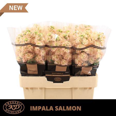 <h4>Matth Impala Apricot</h4>