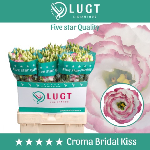 Lisianthus Croma Bridal Kiss