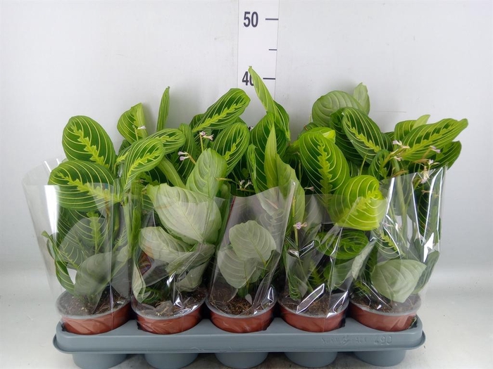 <h4>Maranta leuc. 'Lemon'</h4>