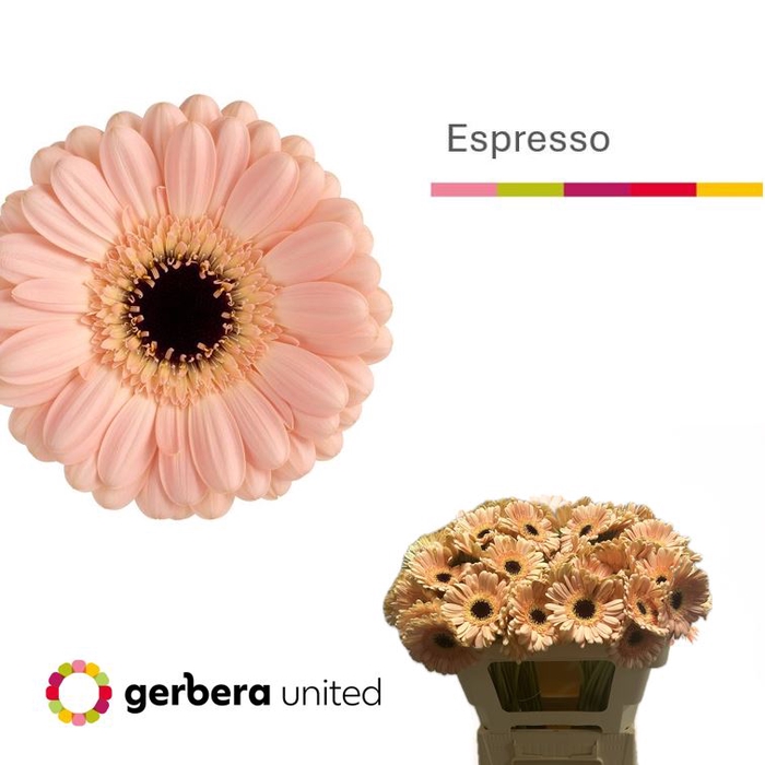 <h4>Germini Espresso Water</h4>