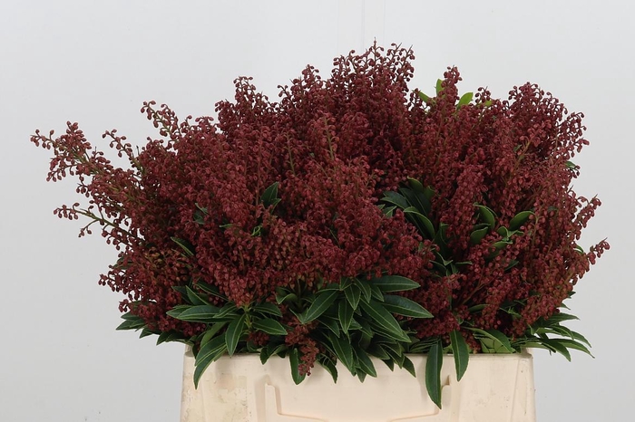 <h4>Pier Ja Purity Pb</h4>