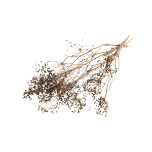 Bupleurum Open 55cm Deep Brown