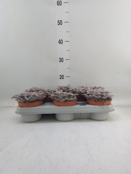 <h4>Echeveria   ...</h4>