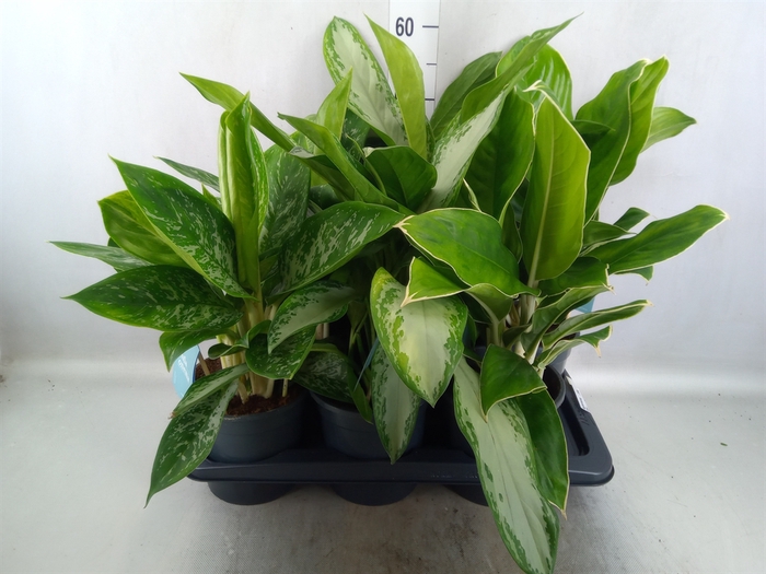 <h4>Aglaonema   ...mix</h4>