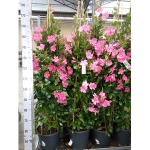 Mandevilla sand. 'Eagle Eye'