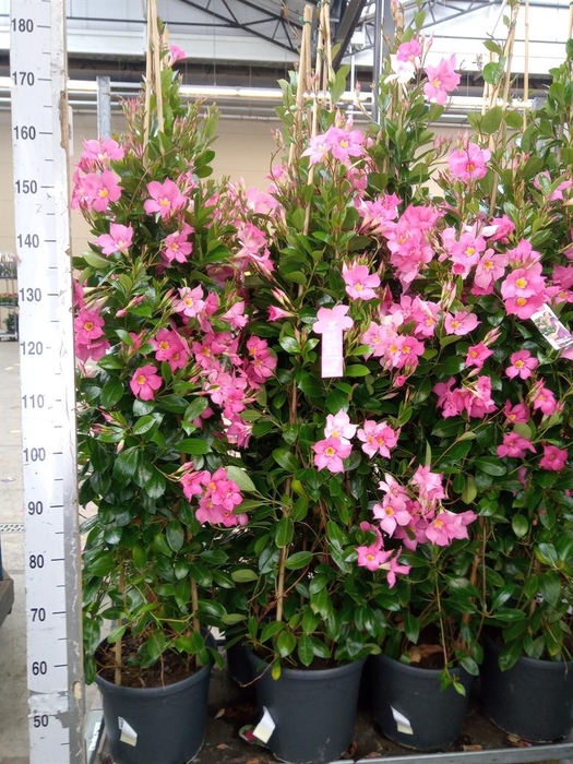 <h4>Mandevilla sand. 'Eagle Eye'</h4>