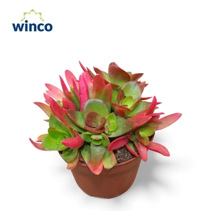 Crassula Capitella Campfire