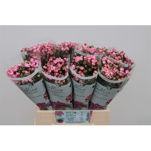 Bouvardia Double Diamond Darkpink