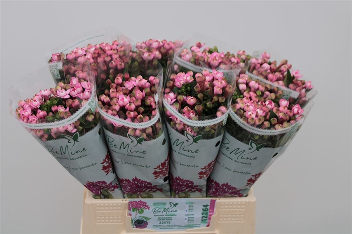 Bouvardia Double Diamond Darkpink