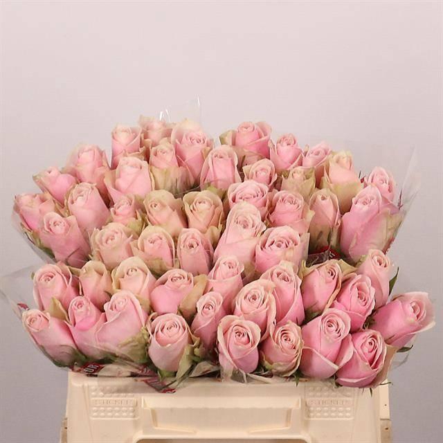 <h4>R GR PINK ATHENA</h4>