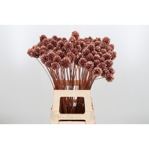 Allium Sphaero Kl Bh Koper