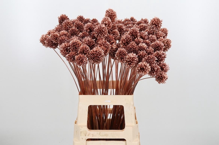 <h4>Allium Sphaero Kl Bh Koper</h4>