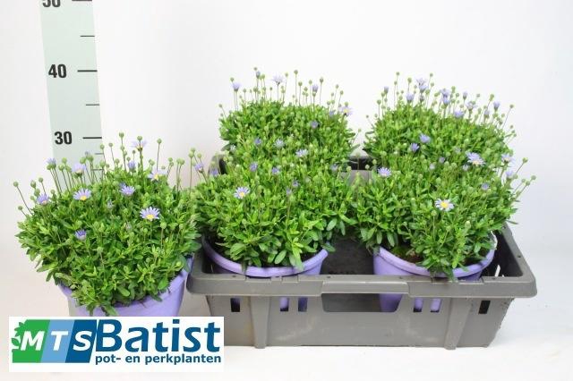 <h4>FELI AM FELICIT BLUE</h4>