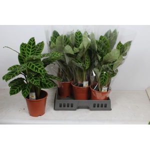 Calathea Zebrina 19Ø 60cm
