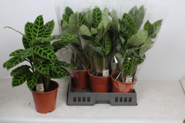 Calathea Zebrina 19Ø 60cm