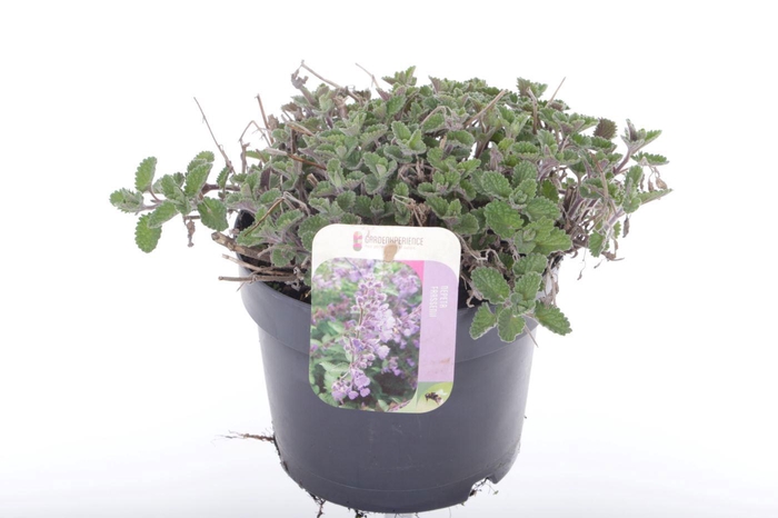 <h4>Nepeta faassenii</h4>