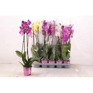PHAL GEM 5 KL