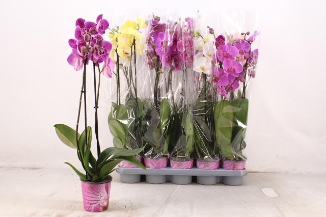 <h4>PHAL GEM 5 KL</h4>