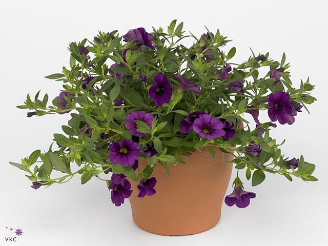CALIB CA PURPLE GLOW