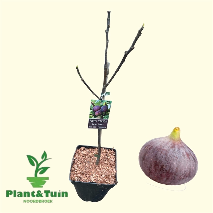<h4>FICUS CAR BROWN TURK</h4>