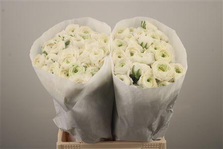 <h4>Ran El. White Ex</h4>