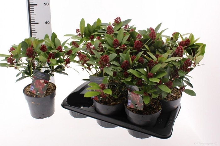 <h4>SKIM J RUBELLA</h4>