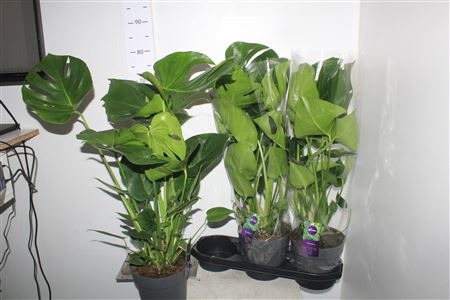 <h4>Monstera Deliciosa Xtra</h4>