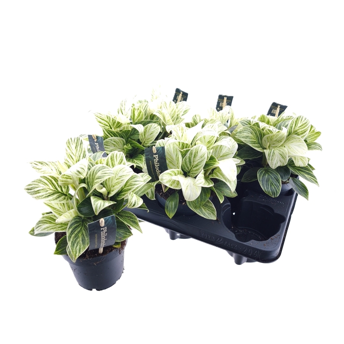 <h4>PHIL BIRKIN</h4>