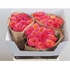 Rosa Garden Campari