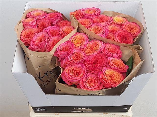 Rosa Garden Campari