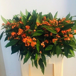 EUPH TR QUEEN OF ORANGE