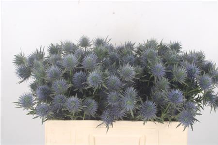 <h4>Eryngium Magnetar Qstar</h4>