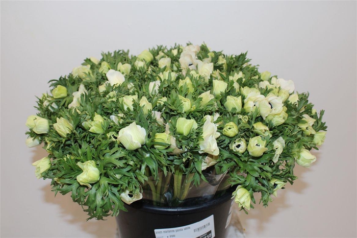 <h4>Anemoon White</h4>